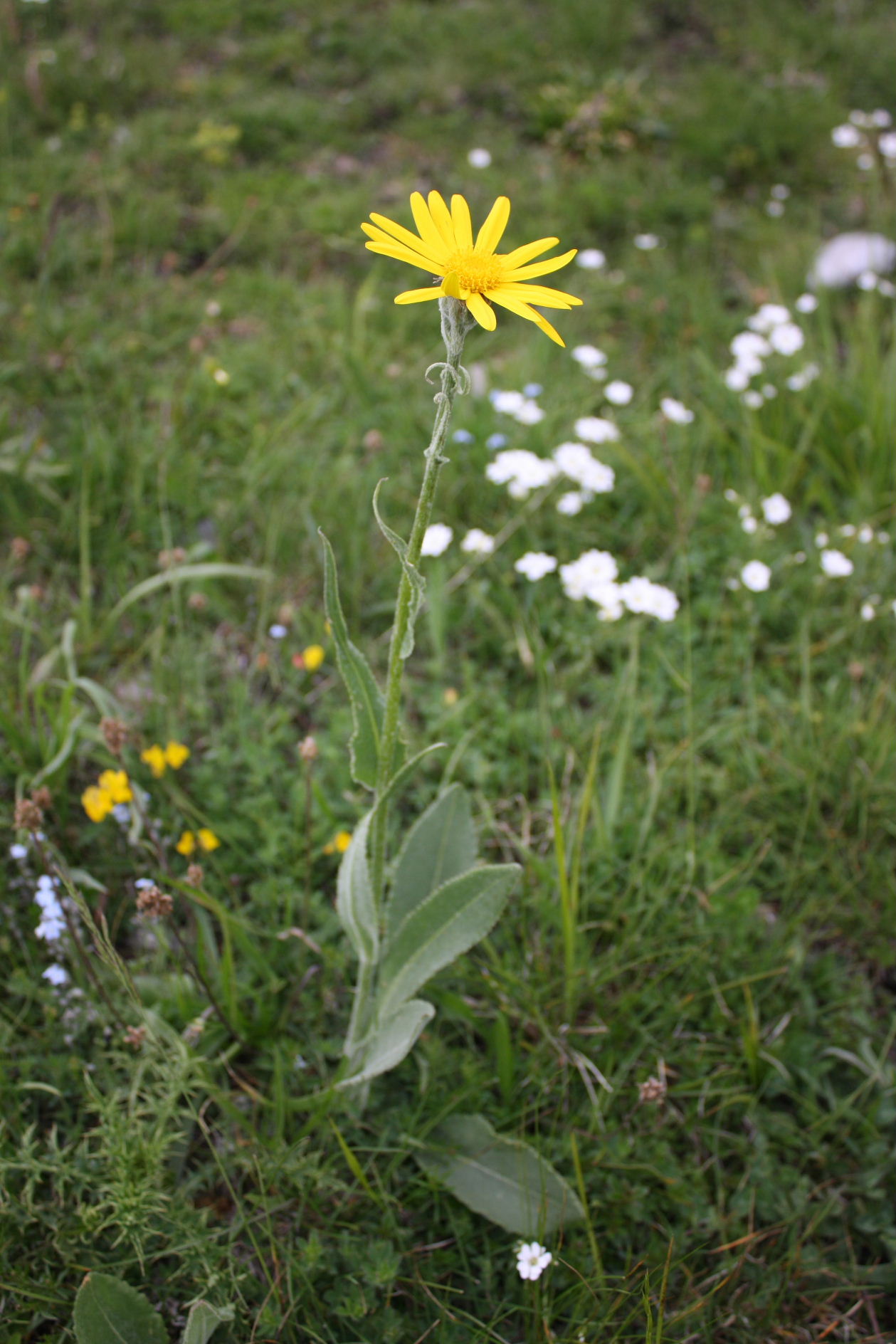 Senecio doronicum subsp. doronicum / Senecione mezzano